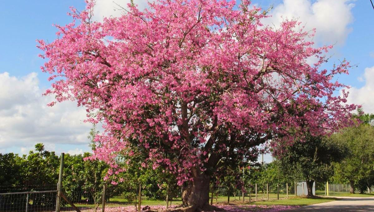 Conexión con la naturaleza: disfrutar de los beneficios de tener árboles cerca. Conexión con la naturaleza: disfrutar de los beneficios de tener árboles cerca.