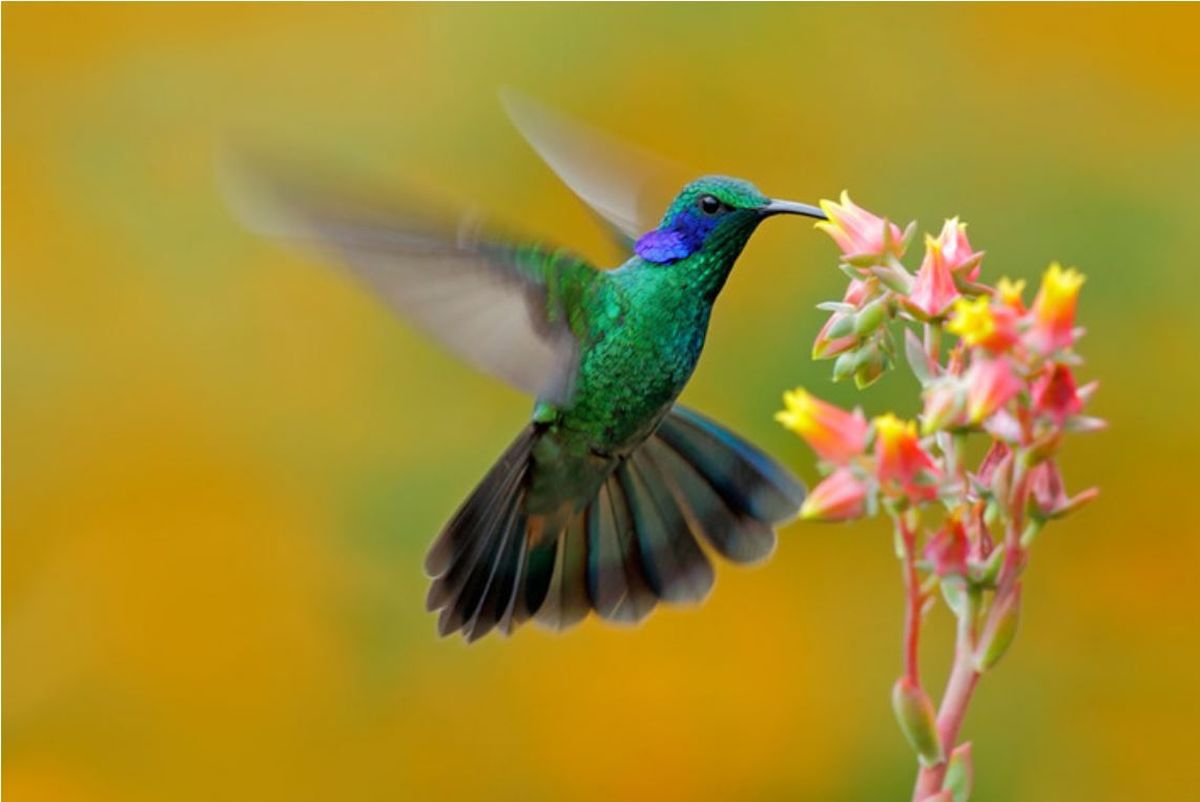 Qué significa. Qué quiere decir que aparezca un colibrí en tu jardín. Qué significa. Qué quiere decir que aparezca un colibrí en tu jardín.
