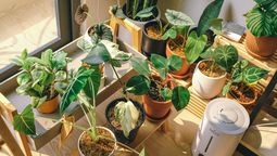 Plantas más sanas, lindas y felices&nbsp;
