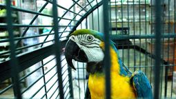El loro hablador, uno de los animales que se contrabandea.