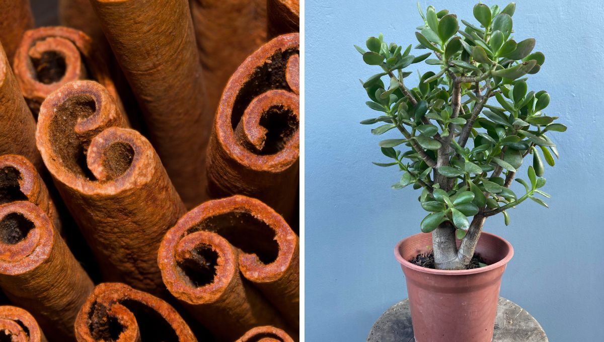 Qué ocurre si le colocas canela a tu árbol de Jade