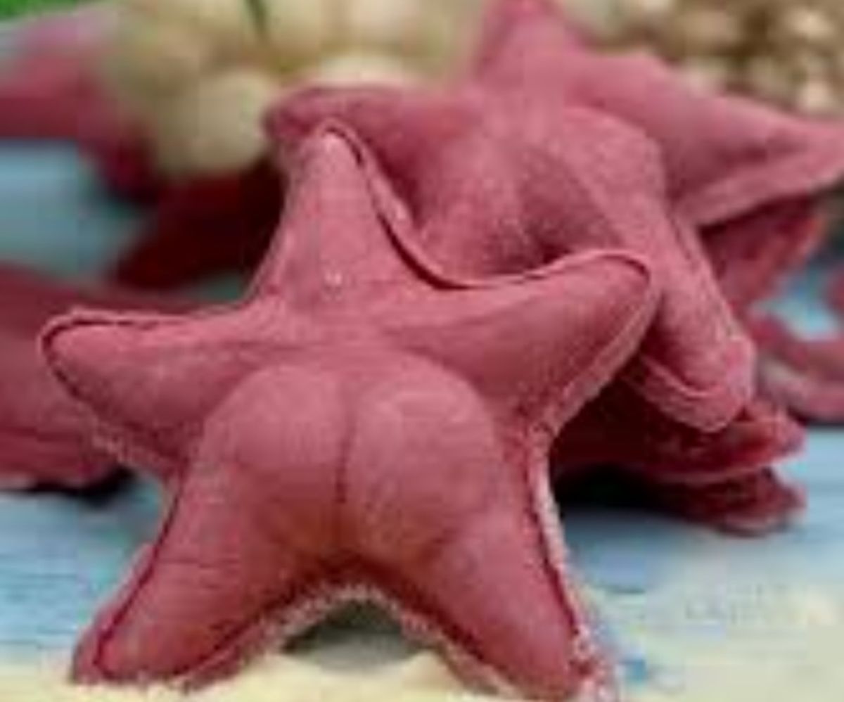 Inspirada en la "estrella de mar culona", nació una pasta con la forma de la especie marina: donde comprar los exquisitos sorrentinos Inspirada en la "estrella de mar culona", nació una pasta con la forma de la especie marina: donde comprar los exquisitos sorrentinos