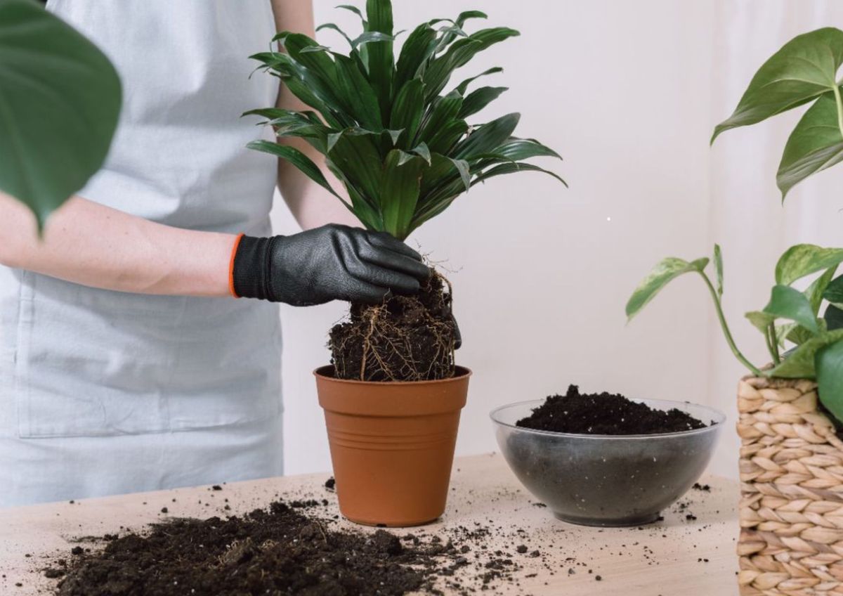 Plantas más sanas y felices