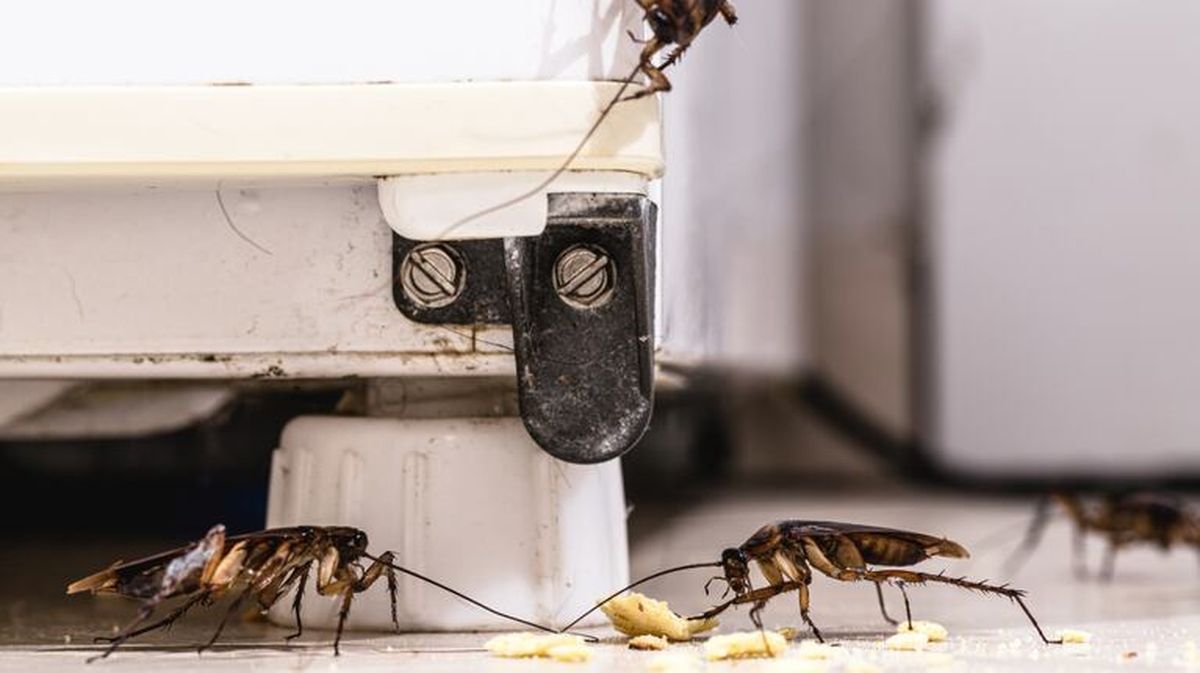 Las cucarachas son una de las plagas más presentes en las casas. Las cucarachas son una de las plagas más presentes en las casas. 