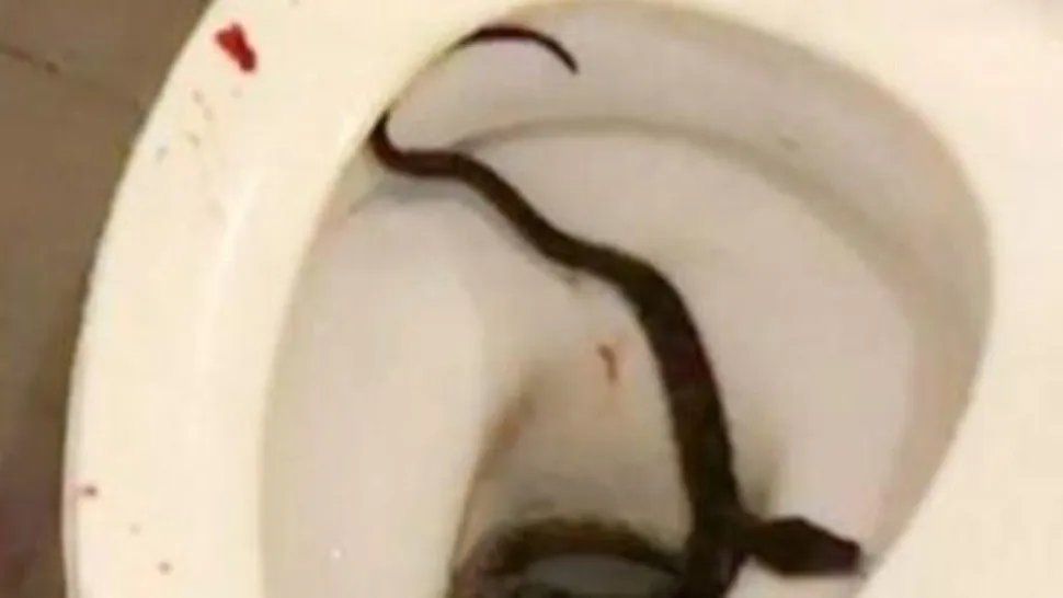 Una serpiente pitón salió del inodoro y mordió a un joven