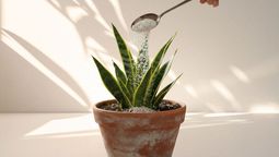 Esto sucede al colocar cáscaras de huevo en el sustrato de la sansevieria. Esto sucede al colocar cáscaras de huevo en el sustrato de la sansevieria.