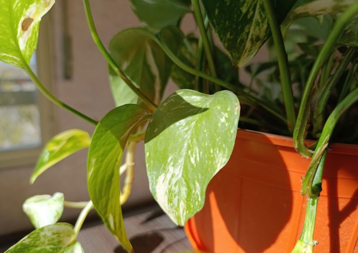 ¿Por qué mi planta está decaída?