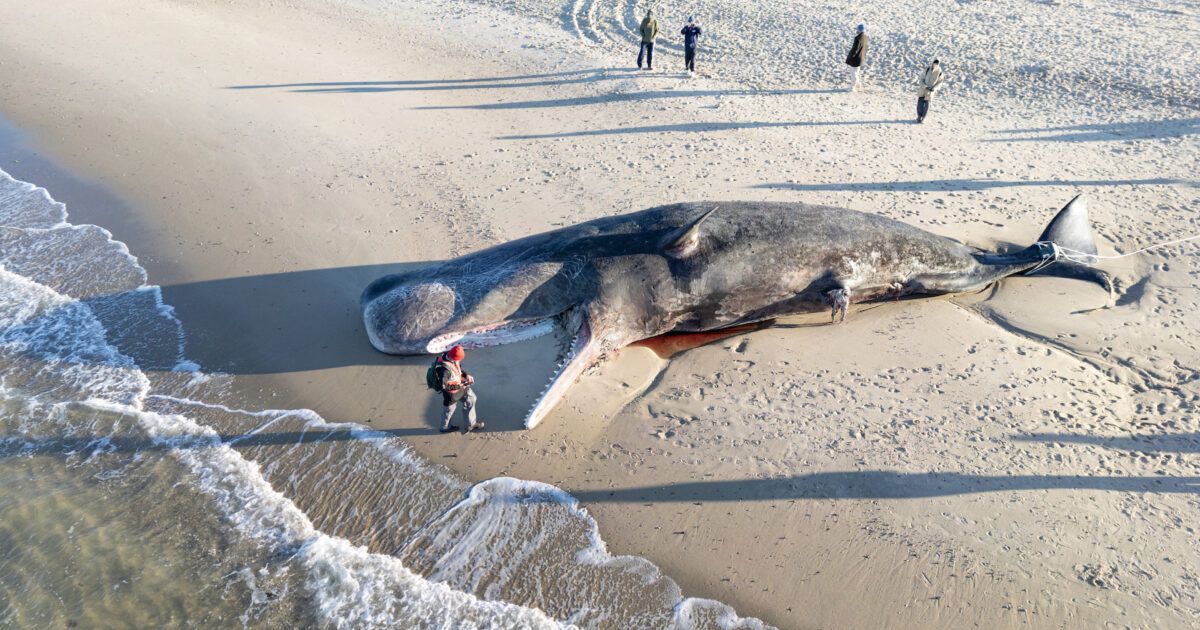 Científicos analizaron ballenas encalladas, y encontraron una bacteria nunca antes vista