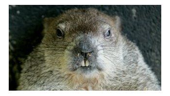 Un policía mató a una marmota por considerar que 