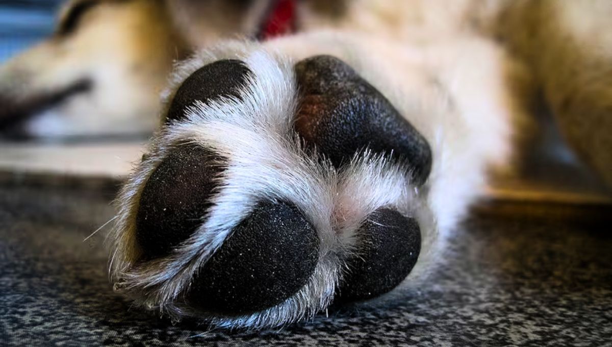 Esta raza de perro es originaria de Gran Bretaña