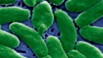 Crece el temor por la bacteria 'come carne' que afecta las playas de Florida