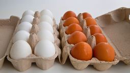Dos variedades de huevos con diferencias. Dos variedades de huevos con diferencias.