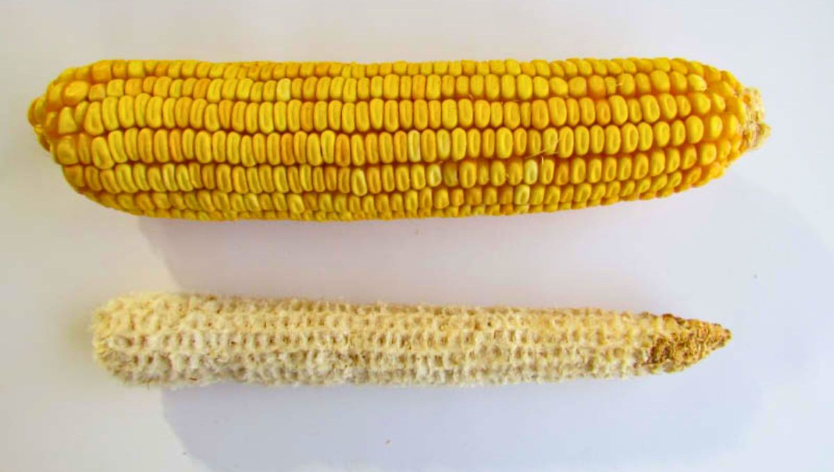 No tires el tronco del choclo porque son un tesoro: para qué sirve y cómo reutilizarlas