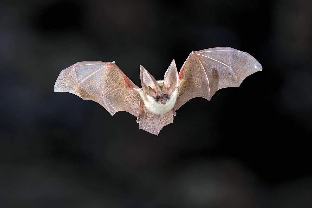 La mordedura de murciélago puede resultar mortal. Foto: ilustrativa  
