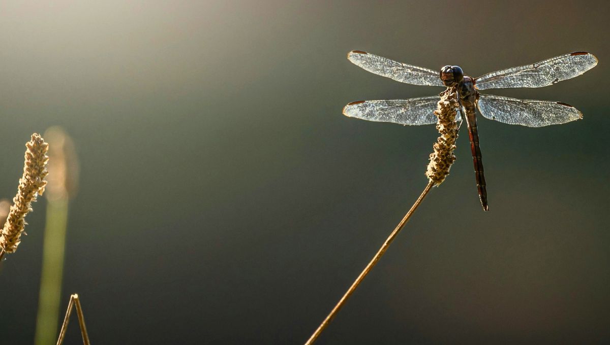 Una libélula se posa en una planta de jardín. Fuente: Canva.