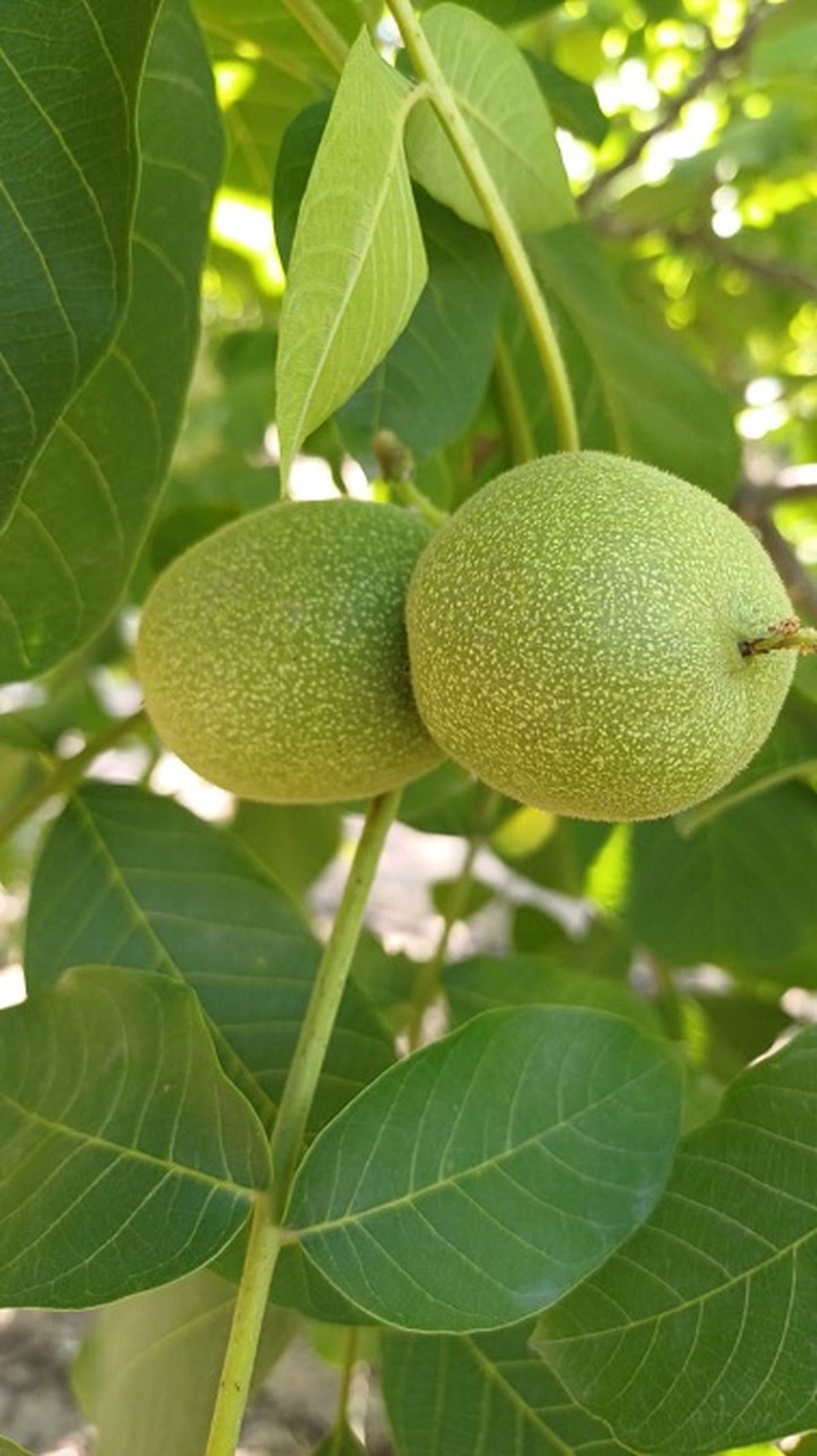 Planta nuez. Planta nuez.