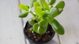 Por qué poner bicarbonato de sodio en el sustrato del árbol de jade Por qué poner bicarbonato de sodio en el sustrato del árbol de jade