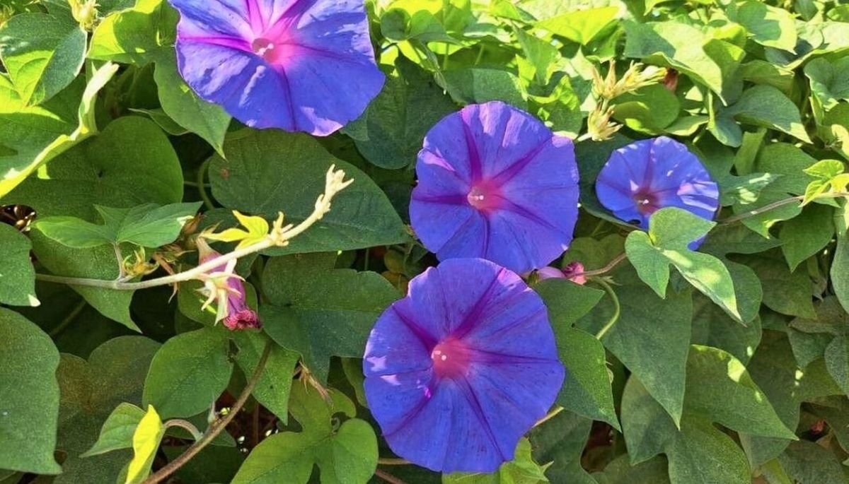 Esta planta embellecerá tu jardín. Imagen: Pixabay