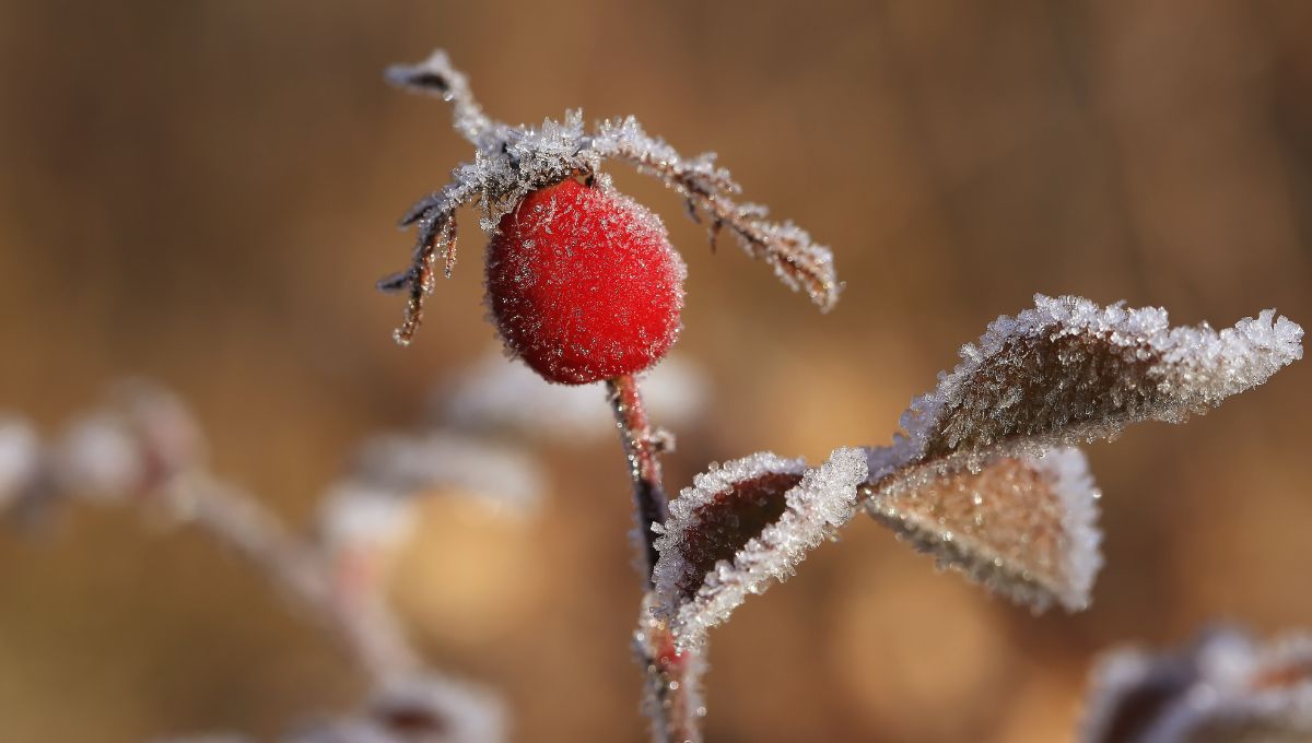 3 plantas invernales que puedes tener en el interior de la casa y que no se van a morir