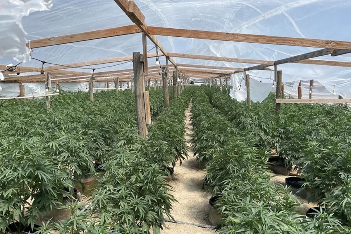 Fotografía cedida por la Oficina del Gobernador de California donde se muestra uno de los campos de cannabis intervenidos por las autoridades en el Valle Central de California (Estados Unidos). Crédito: EFE/ Oficina Gobernador California.