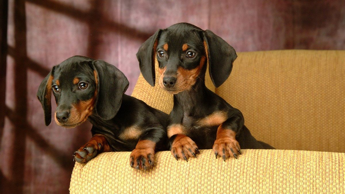 Los perros Salchicha son muy alegres y cari & ntilde; osos