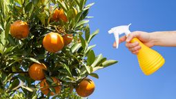 El fertilizante casero que es oro puro para que el árbol de naranja crezca fuerte y lleno de frutos El fertilizante casero que es oro puro para que el árbol de naranja crezca fuerte y lleno de frutos