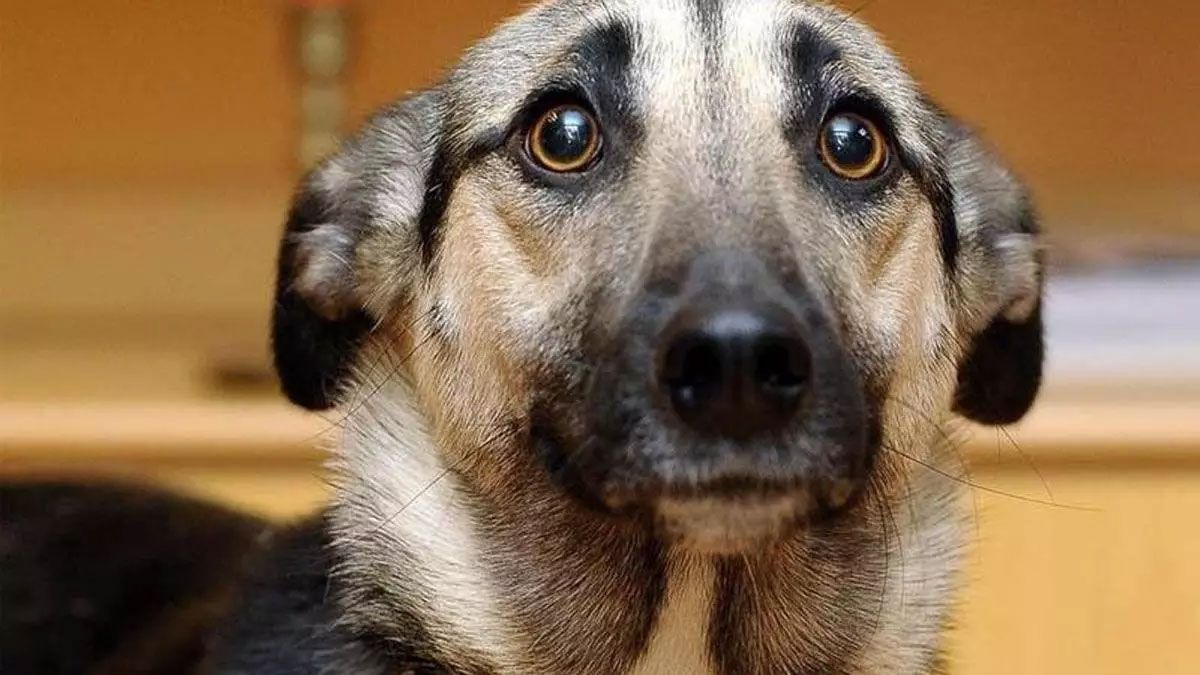 Cada año de la vida de un perro, equivale a a siete de los humanos, según el dicho popular. 