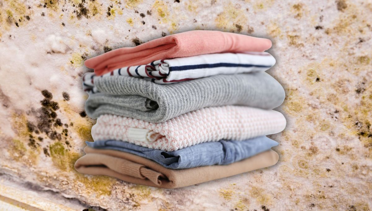 Mantén la ropa limpia y libre de humedad para que dure más tiempo en buen estado. Mantén la ropa limpia y libre de humedad para que dure más tiempo en buen estado. 