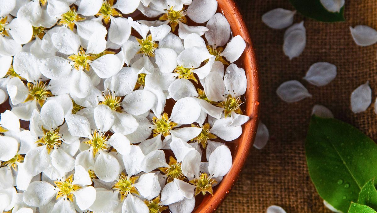 Otro consejo, además del cuidado de la planta, es mantenerla lejos del aire acondicionado, calefactores o corrientes fuertes de aire. Otro consejo, además del cuidado de la planta, es mantenerla lejos del aire acondicionado, calefactores o corrientes fuertes de aire.