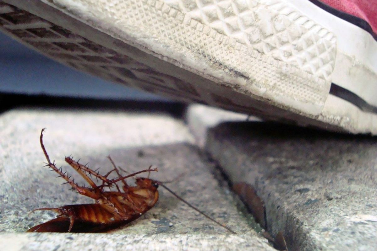 Por qué no se debe aplastar a las cucarachas y cuáles son los riesgos de esta acción Por qué no se debe aplastar a las cucarachas y cuáles son los riesgos de esta acción