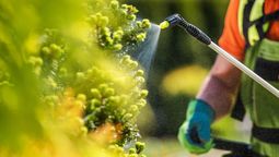 El fertilizante que es oro puro para tus plantas y se hace con un alimento cotidiano