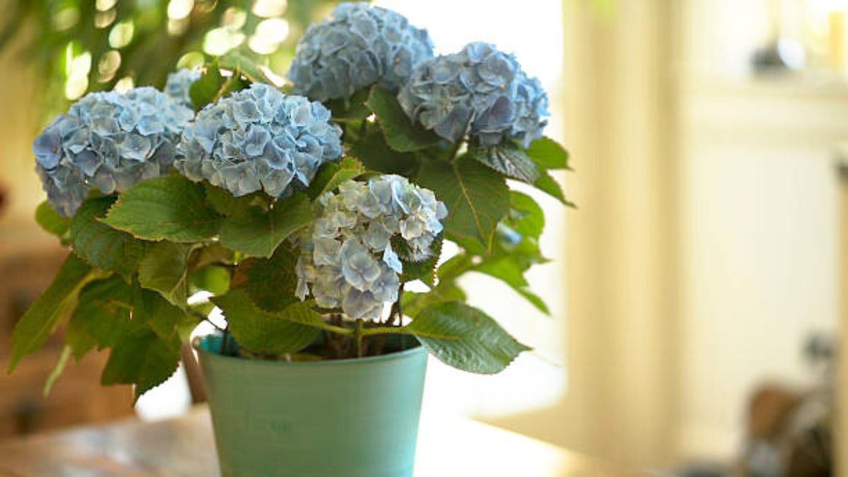 Evita colocar una planta de este tipo dentro de casa.