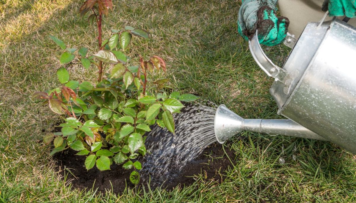 Es importante disminuir la frecuencia de riego en oto&ntilde;o.