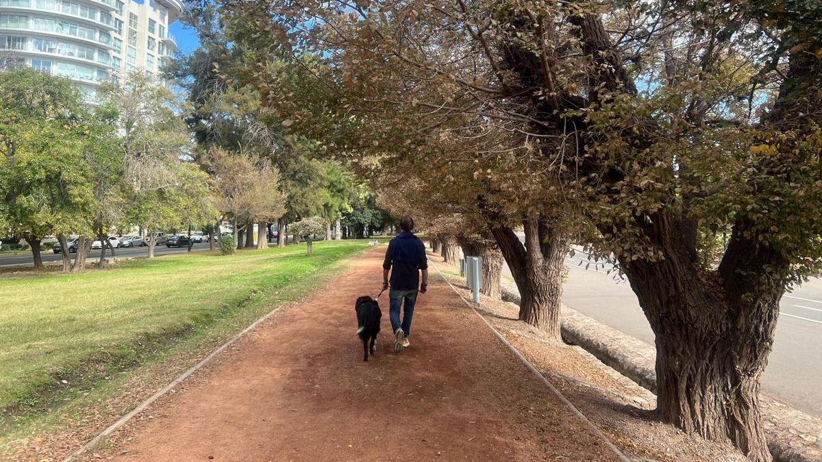 Así se ven los olmos de una de las calles aledañas al lago del parque San Martín. 