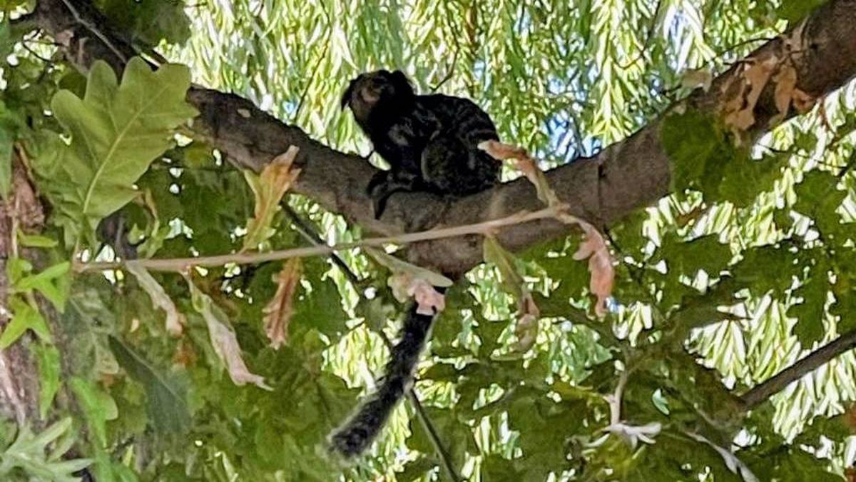 Los vecinos de Chacras de Coria habían alertado de la presencia del mono tití en los árboles de la zona. Los vecinos de Chacras de Coria habían alertado de la presencia del mono tití en los árboles de la zona.