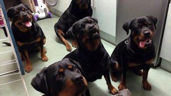 Se salvó de morir congelada gracias a una jauría de rotweilers