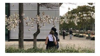 Aparecieron árboles llenos de dinero en Colombia