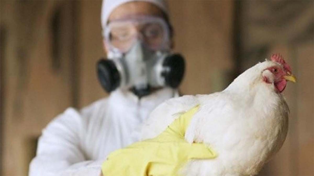 La carne de aves argentina volvió a ser considerada segura por los europeos.