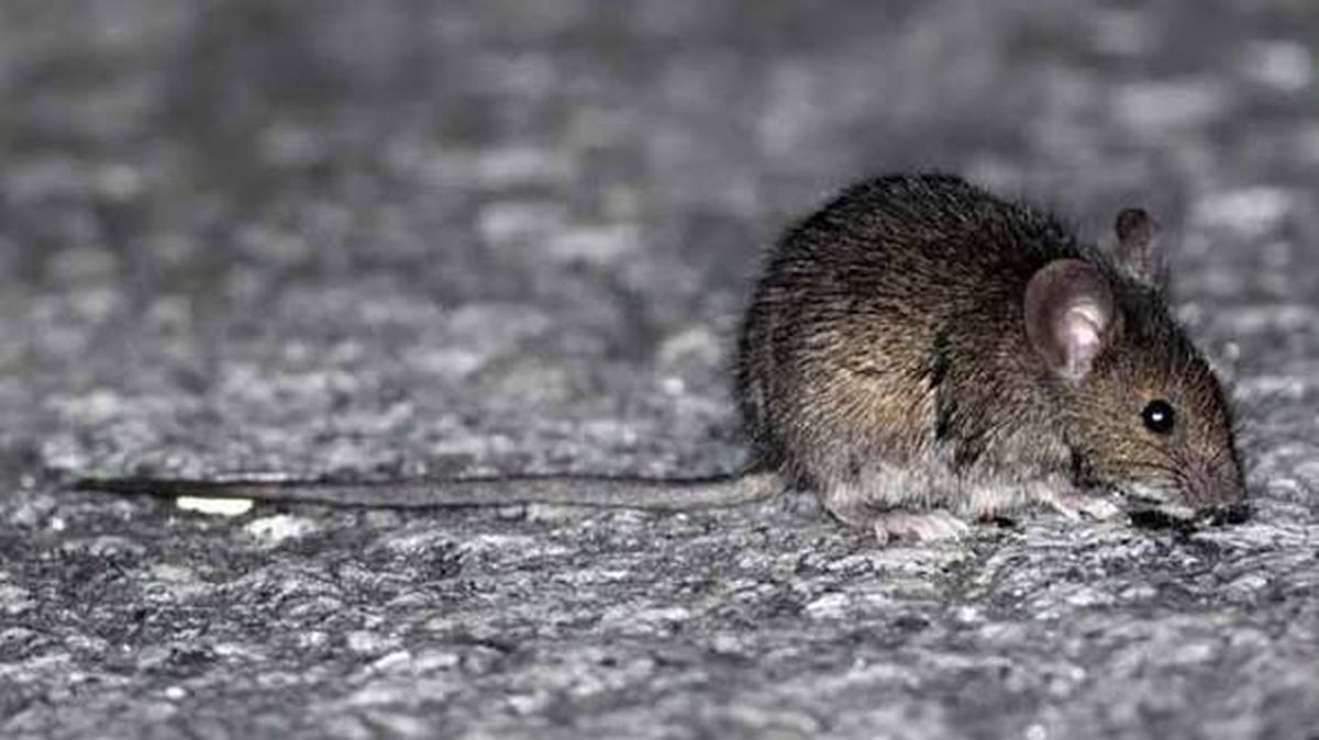 El ratón colilargo o Oligoryzomys longicaudatus. El ratón colilargo o Oligoryzomys longicaudatus.