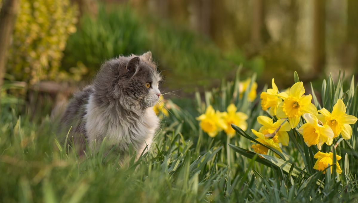 Primavera: cuidados esenciales para tus gatos en días de calor