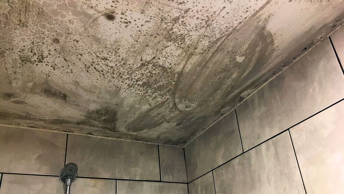 El moho en la ducha aparece por el encierro, la humedad y la temperatura. El moho en la ducha aparece por el encierro, la humedad y la temperatura. 
