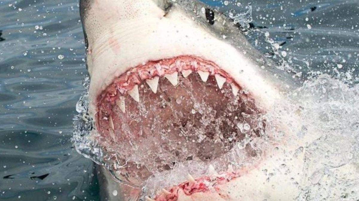 El peor final. Lo buscaban hace días: se lo comió un tiburón.