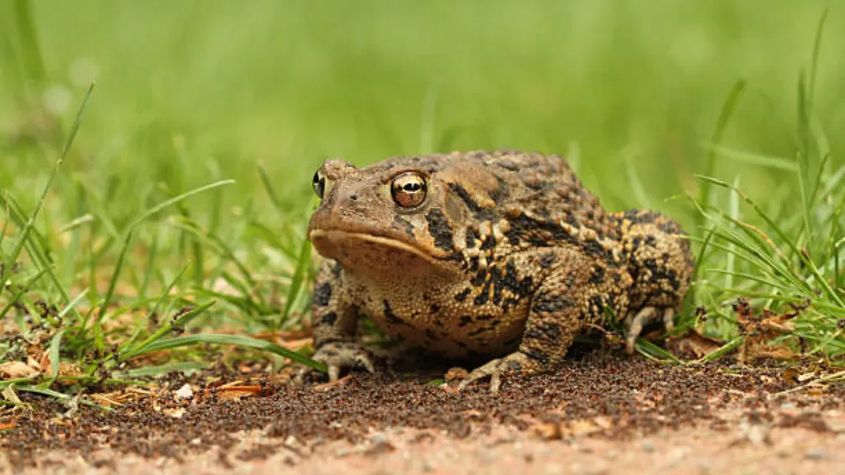Los sapos son altamente beneficiosos para el jardín, pero muchas personas no aguantan su presencia. Los sapos son altamente beneficiosos para el jardín, pero muchas personas no aguantan su presencia.