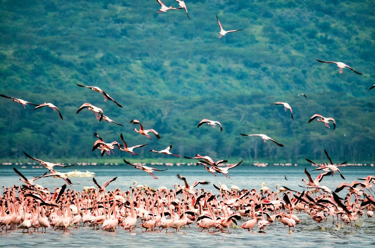 El increíble lago alcalino de aguas termales que es patrimonio de la UNESCO en África. Imagen: Freepik.