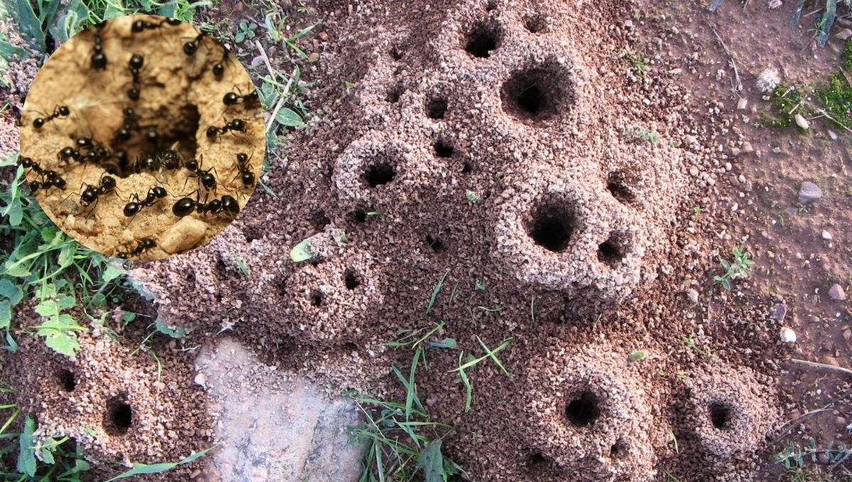 Una fruta reconocida es la clave para poner fin a la presencia de las hormigas