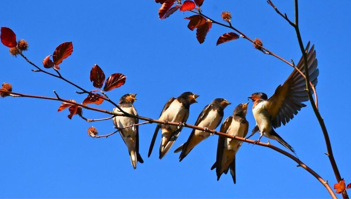 Su canto anuncia la primavera y cuida tu jardín de cualquier mal: cuál es el pájaro