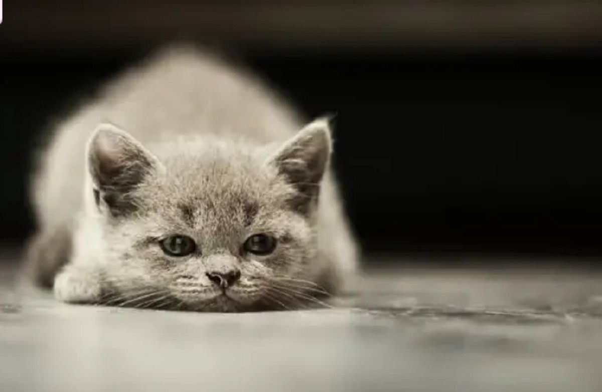 Los gatos acompañaban a las brujas por varias razones.