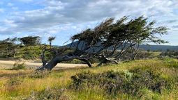 Patrimonio del Fin del Mundo: el árbol que crece hacia el costado y flamea en tierras australes. Foto Tripin travel Patrimonio del Fin del Mundo: el árbol que crece hacia el costado y flamea en tierras australes. Foto Tripin travel