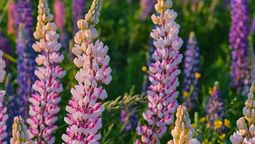 La planta nativa de Estados Unidos que inunda de flores las carreteras en primavera. Imagen Freepik.