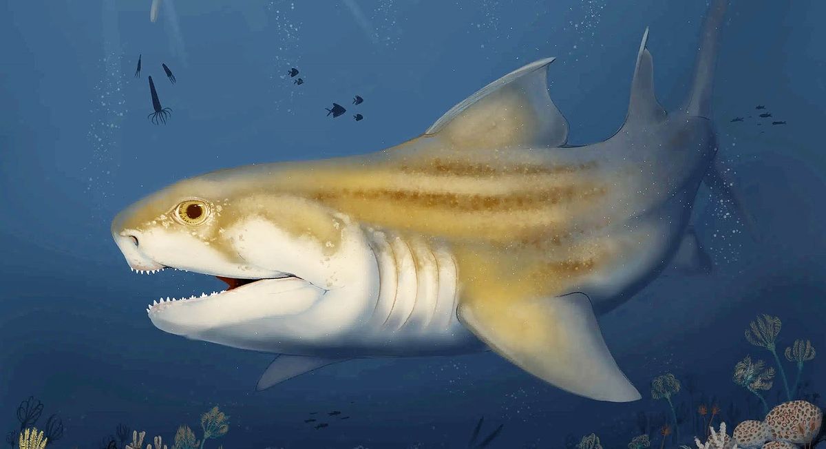 El descubrimiento marca un hito para la evolción de los tiburones.